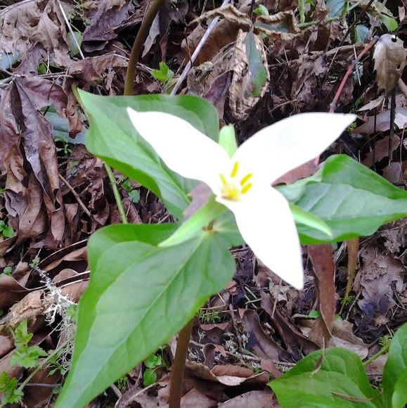 Meet your Posher, Alison - Picture 6 of 8